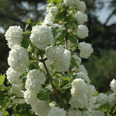 European Snowball Viburnum