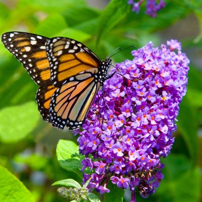 Assorted Butterfly Bush