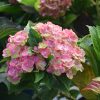 Tilt-a-Swirl Hydrangea - Image 3
