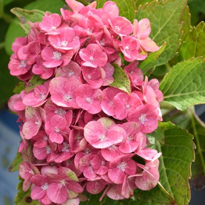 Tilt-a-Swirl Hydrangea