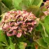 Tilt-a-Swirl Hydrangea - Image 2