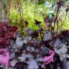 Black Pearl Coral Bell - Image 3