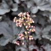 Black Pearl Coral Bell - Image 2