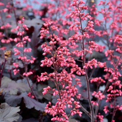 Timeless Night Coral Bell