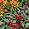 Fall Plantables - Image 4