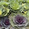 Fall Plantables - Image 3