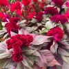 Fall Plantables - Image 2