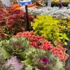 Fall Plantables - Image 8