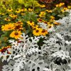 Fall Plantables - Image 6