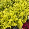 Fall Plantables - Image 5