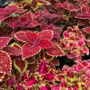 Fall Plantables - Image 9
