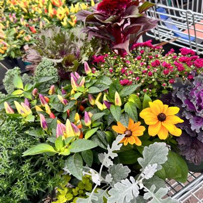 Fall Plantables