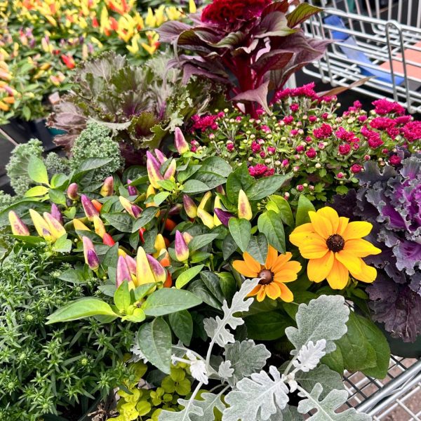 Fall Plantables