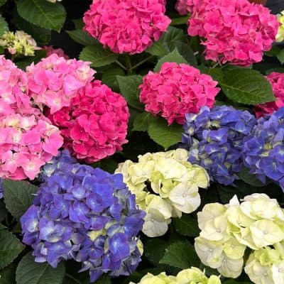 Potted Indoor Hydrangeas
