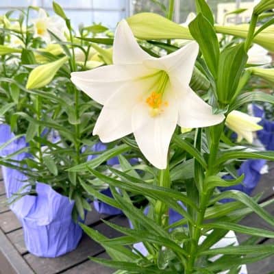 Easter Lilies