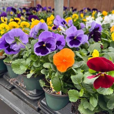 Pansies