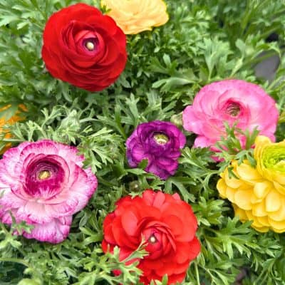Ranunculus