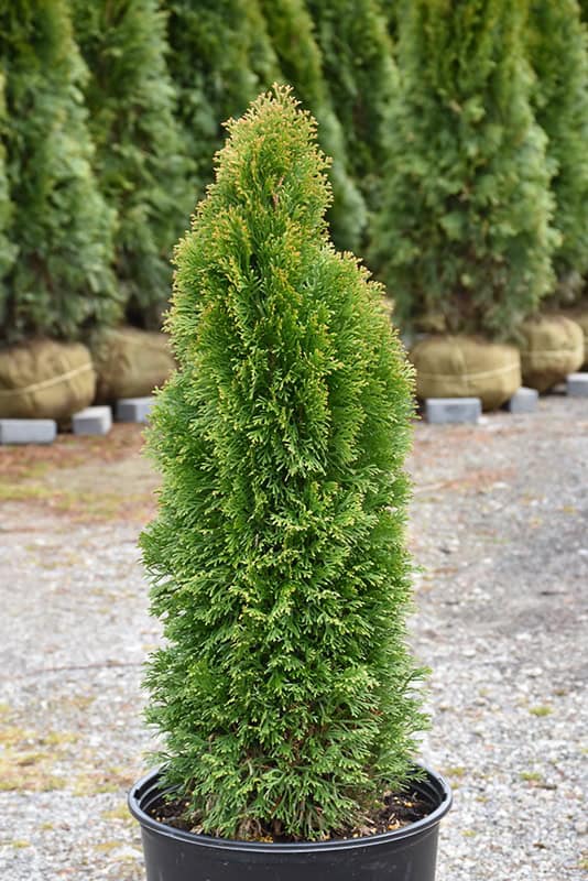 Emerald Petite Cedar
