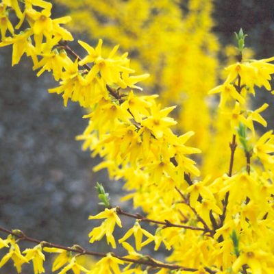 Showy Forsythia