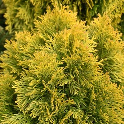 Golden Emerald Cedar