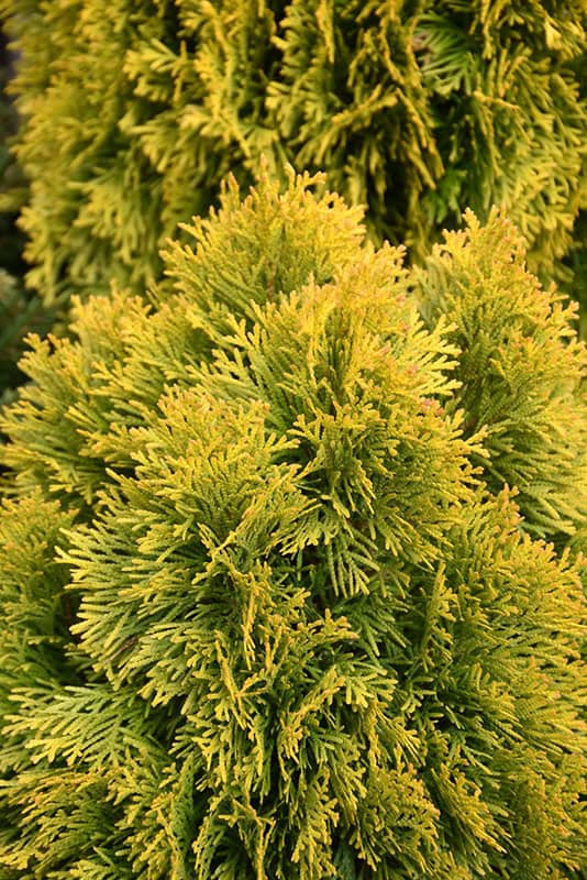 Golden Emerald Cedar