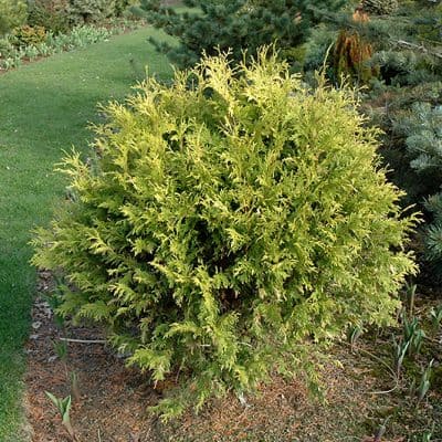 Golden Globe Cedar