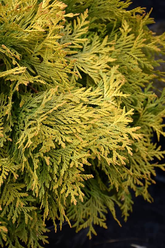 Golden Globe Cedar - Image 2