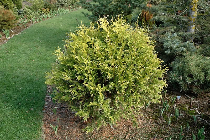 Golden Globe Cedar