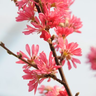 Marion Jarvie Flowering Peach Standard