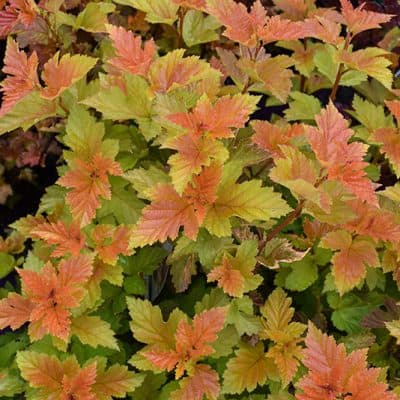 Savannah Sunset Ninebark