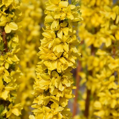 Show Off  Starlet Forsythia