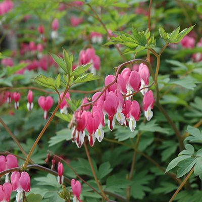 Old Fashion Bleeding Hearts