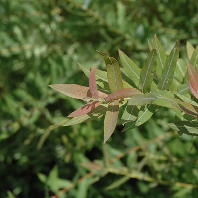 Flamingo Willow