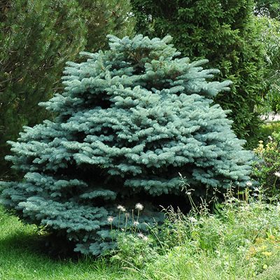 Dwarf Globe Blue Spruce