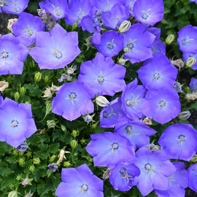 Rapido Blue Bellflower