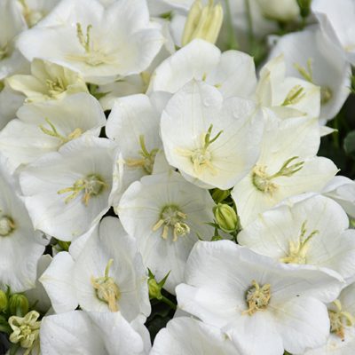 Rapido White Bellflower