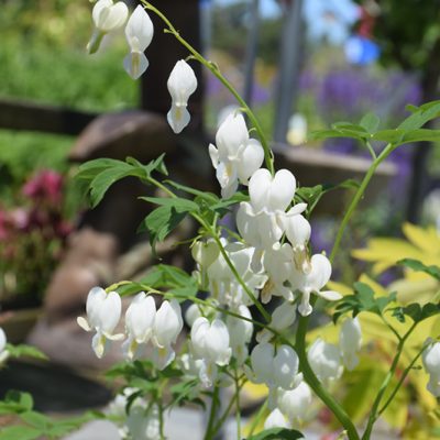 White Bleeding Hearts