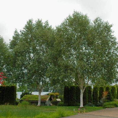 Jacquemonti Birch