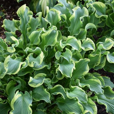 Shadowland Wheee! Hosta