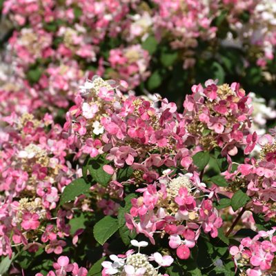 Little Quick Fire® Hydrangea