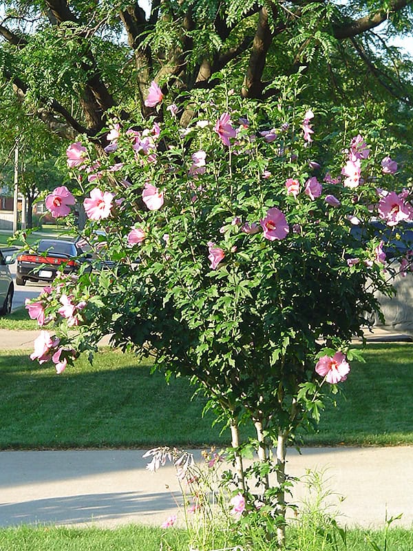 Aphrodite Rose of Sharon - Image 2