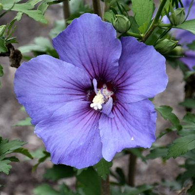Paraplu Violet Rose of Sharon