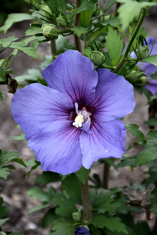 Paraplu Violet Rose of Sharon