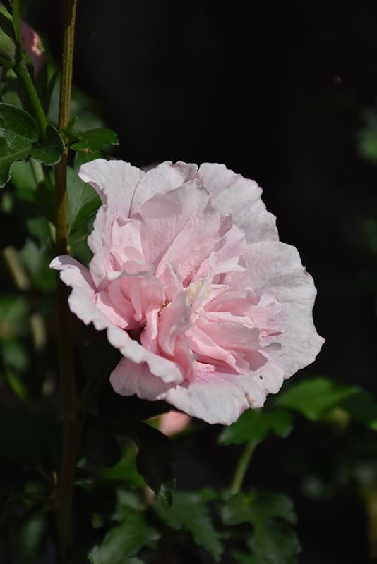 Pink Chiffon Rose of Sharon - Image 3