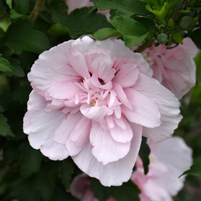 Pink Chiffon Rose of Sharon