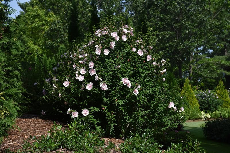 Pink Chiffon Rose of Sharon - Image 2
