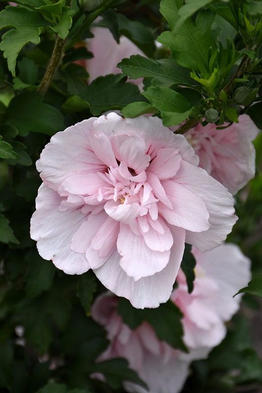 Pink Chiffon Rose of Sharon