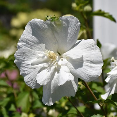 White Chiffon Rose of Sharon